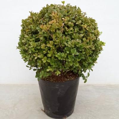 玉ツゲ（苗木、植木） | 花、ガーデニング のおすすめ人気商品一覧