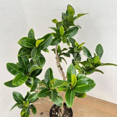 アポロゴムの木の商品一覧 通販 - Yahoo!ショッピング