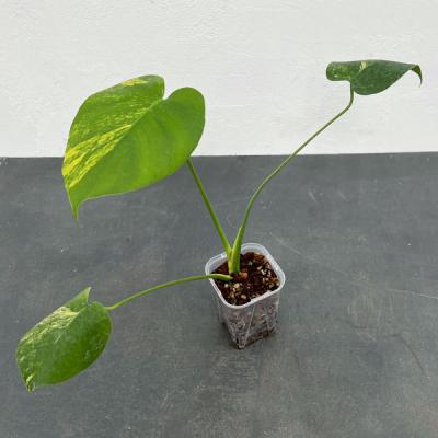 モンステラ デリシオーサ(花、ガーデニング)の商品一覧 通販 モンステラ デリシオーサ(花、ガーデニング)の商品一覧 通販