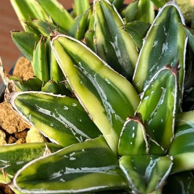 アガベ　笹の雪　発根済み　中株 アガベ・笹の雪の子株たち！ | もすレコ。