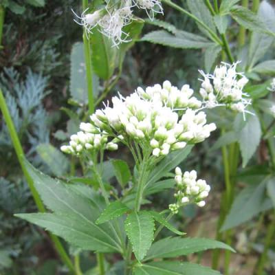 藤袴（苗） | 花、ガーデニング のおすすめ人気商品一覧 通販 - Yahoo