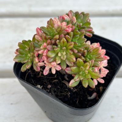 多肉植物アエオニウム錦の商品一覧 通販 - Yahoo!ショッピング 多肉植物アエオニウム錦の商品一覧 通販 - Yahoo!ショッピング