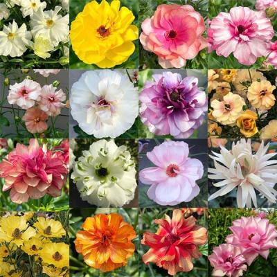 ラナンキュラスラックス（花の苗）｜苗 | 花、ガーデニング のおすすめ