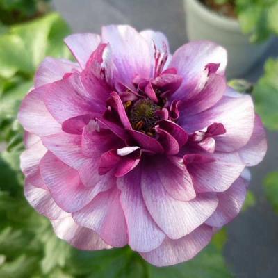 ラナンキュラス ラックス 苗のおすすめ人気商品一覧 通販 - Yahoo