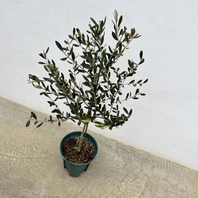 オリーブ ピクアル（苗木、植木） | 花、ガーデニング の商品一覧 通販