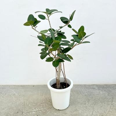 フィカス・ベンガレンシスのおすすめ人気商品一覧 通販 - Yahoo