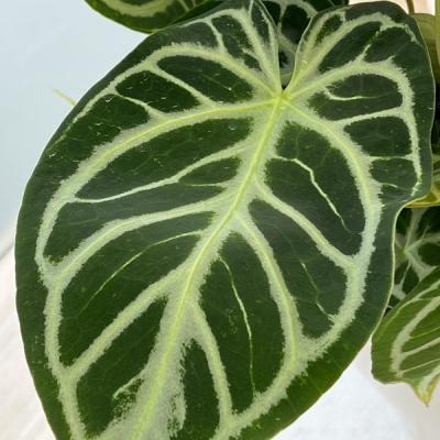 アンスリウム 原種のおすすめ人気商品一覧 通販 - Yahoo!ショッピング