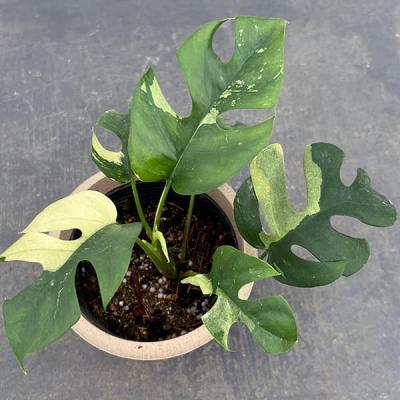 斑入りモンステラ(観葉植物)の商品一覧 | 花、ガーデニング 斑入りモンステラ(観葉植物)の商品一覧 | 花、ガーデニング
