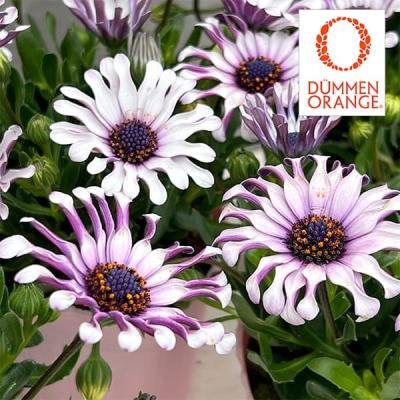 オステオスペルマムのおすすめ人気商品一覧 通販 - Yahoo!ショッピング