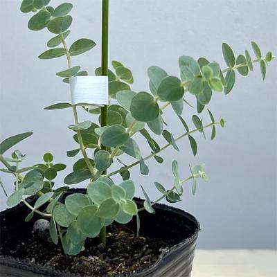 ユーカリのおすすめ人気ランキングTOP100 - Yahoo!ショッピング