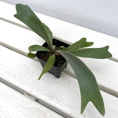 ビカクシダ コロナリウムのおすすめ人気商品一覧 通販 - Yahoo