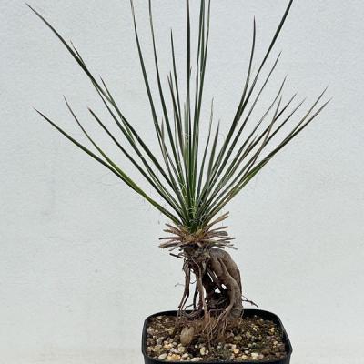 ユッカ エラータのおすすめ人気商品一覧 通販 - Yahoo!ショッピング