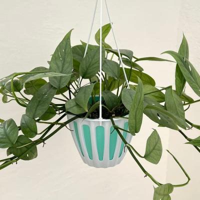 観葉植物 エピプレナム ピナツム セブブルー 5号吊り鉢 : 園芸ネット