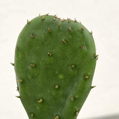 サボテン ウチワサボテン（サボテン、多肉植物） | 花、ガーデニング