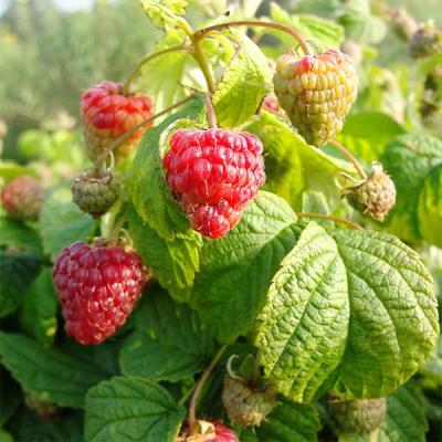 ラズベリー 苗のおすすめ人気ランキングTOP100 - Yahoo!ショッピング