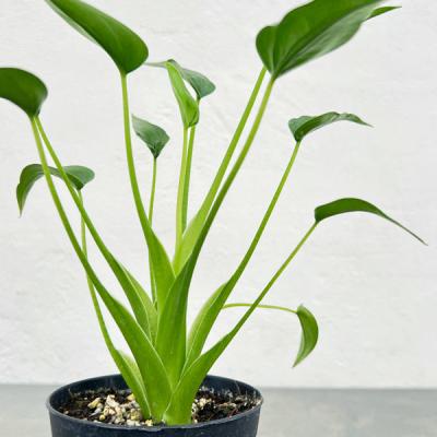 アロカシア ニンジャ（観葉植物） | 花、ガーデニング のおすすめ人気