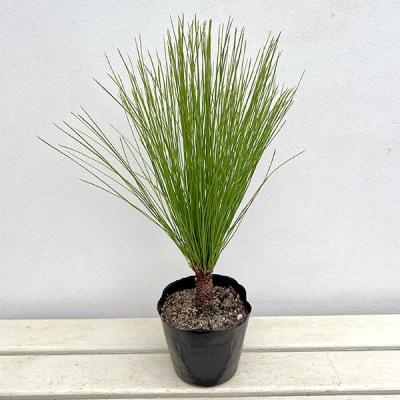 大王松のおすすめ人気商品一覧 通販 - Yahoo!ショッピング