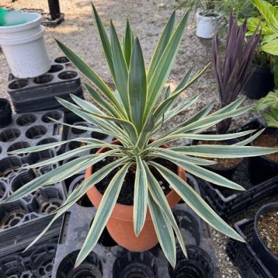 ユッカ 観葉植物 斑入り（観葉植物） | 花、ガーデニング のおすすめ