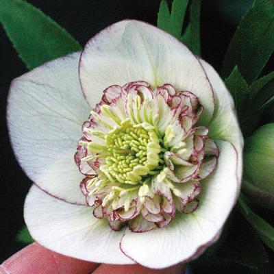 クリスマスローズ ピコティのおすすめ人気商品一覧 通販 - Yahoo