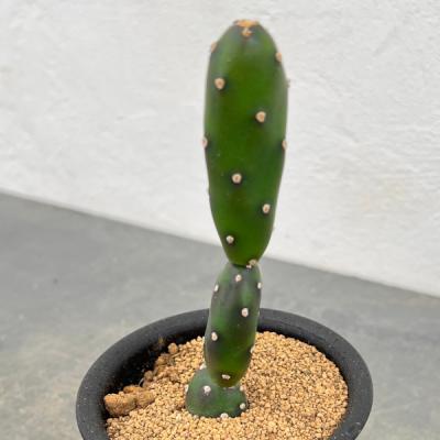 オプンチア（サボテン、多肉植物） | 花、ガーデニング の商品一覧