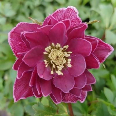 クリスマスローズ 開花実績株 小輪レインボーhyb クリスマスローズ 開花実績株 小輪レインボーhyb クリスマスローズ