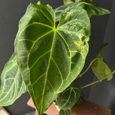 お*る様 73 S&P アンスリウム　原種　サブシグネイタム Subsignat お*る様 73 S&P アンスリウム 原種 サブシグネイタム Subsignat - メルカリ