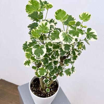 ポリシャス（観葉植物） | 花、ガーデニング のおすすめ人気商品一覧