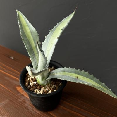 アガベ アメリカーナのおすすめ人気商品一覧 通販 - Yahoo!ショッピング