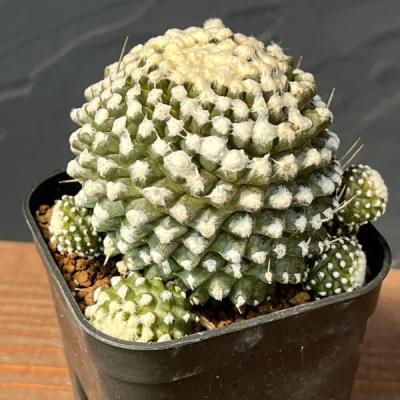 ギムノカリキウム　アルマツム/カルデナシアナム　19種類+コピアポア色々セット ギムノカリキウム アルマツム/カルデナシアナム 19種類+コピアポア色々