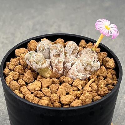 コノフィツムのおすすめ人気商品一覧 通販 - Yahoo!ショッピング