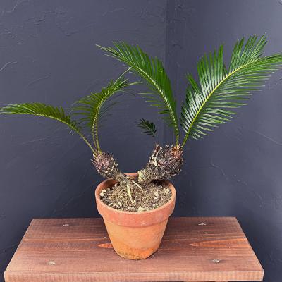 ソテツのおすすめ人気商品一覧 通販 - Yahoo!ショッピング