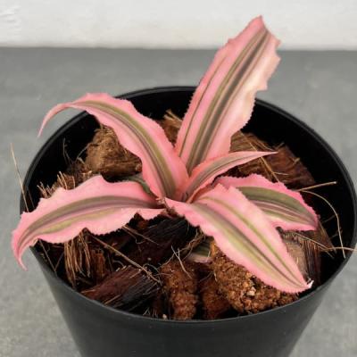 園芸ネット - アナナス類・ブロメリア｜Yahoo!ショッピング