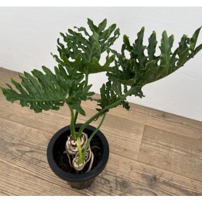 観葉植物 クロトン（観葉植物） | 花、ガーデニング のおすすめ人気