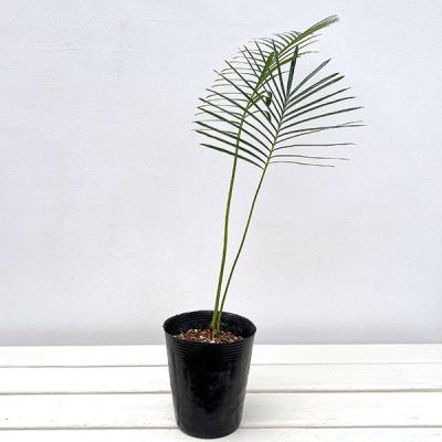 ソテツの仲間の商品一覧 通販 - Yahoo!ショッピング