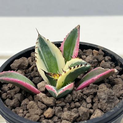 チタノタのおすすめ人気ランキングTOP100 - Yahoo!ショッピング