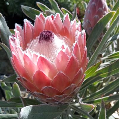 プロテア 苗のおすすめ人気商品一覧 通販 - Yahoo!ショッピング