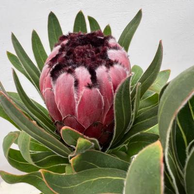 希少 プロテア オーストラリスパッション 挿し木 苗 鉢植え オージー