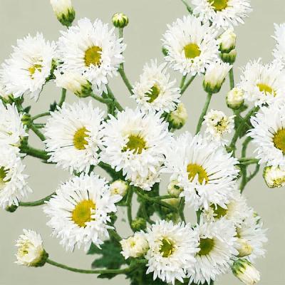 菊の花 花壇（苗） | 花、ガーデニング の商品一覧 通販 - Yahoo