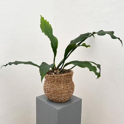 【現品】アンスリウム・フーケリー　10号　黒鉢（1） アンスリウム フーケリー（観葉植物） | 花、ガーデニング のおすすめ