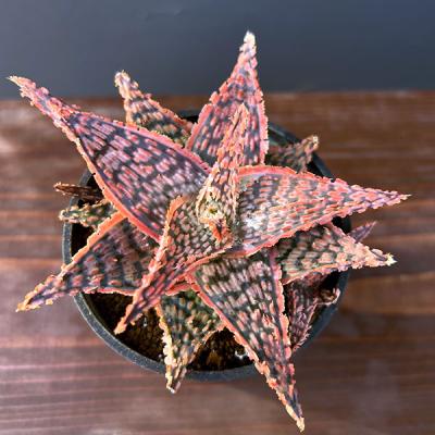 アロエ（サボテン、多肉植物） | 花、ガーデニング のおすすめ人気商品