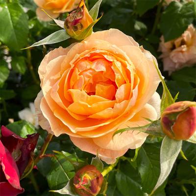 バラの苗アプリコット色 四季（花の苗）｜苗 | 花、ガーデニング の