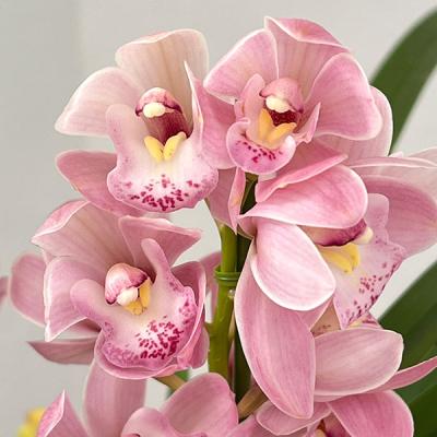 シンビジューム2本のおすすめ人気商品一覧 通販 - Yahoo!ショッピング