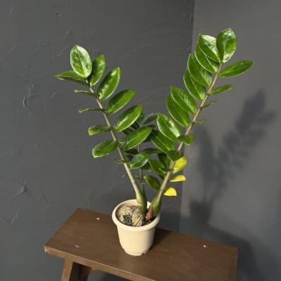 ザミオクルカス 黒（観葉植物） | 花、ガーデニング のおすすめ人気