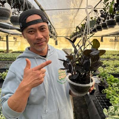 ザミオクルカスのおすすめ人気ランキングTOP100 - Yahoo!ショッピング