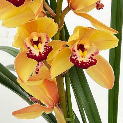 シンビジュームのおすすめ人気商品一覧 通販 - Yahoo!ショッピング