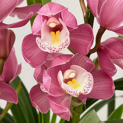 シンビジューム（鉢花）｜生花 | 花、ガーデニング のおすすめ人気商品