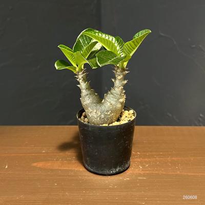 パキポディウム 実生の商品一覧 通販 - Yahoo!ショッピング