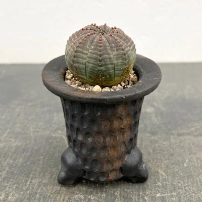ユーフォルビア オベサのおすすめ人気商品一覧 通販 - Yahoo!ショッピング