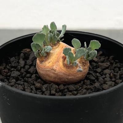 オトンナのおすすめ人気商品一覧 通販 - Yahoo!ショッピング