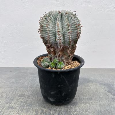 ユーフォルビア ホリダの商品一覧 通販 - Yahoo!ショッピング